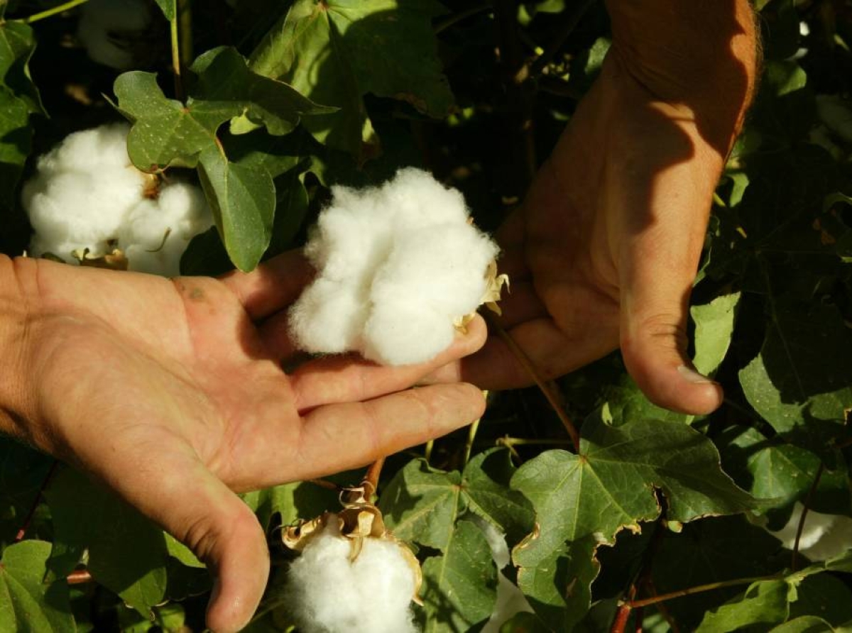 Cotton